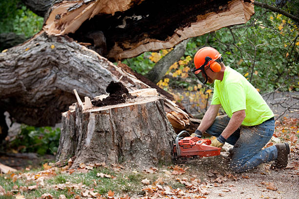 Best Tree Disease Treatment  in East Oakdale, CA